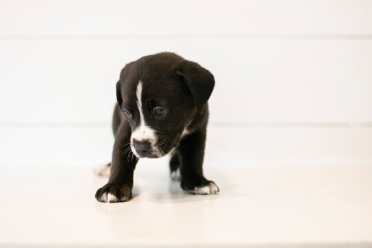 Black Brown White Puppy Against White Background