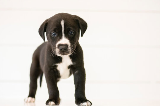 Black Brown White Puppy Against White Background