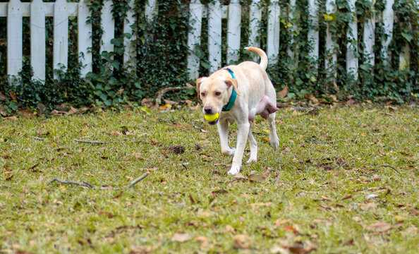 Post-Pregnancy Female Mother Dog Playing with Tennis Ball in Yard After Giving Birth to Puppies