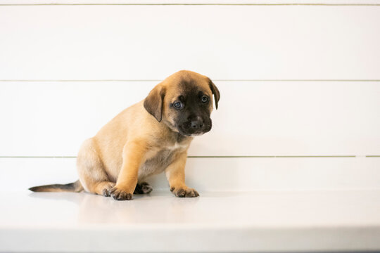 Black Brown White Puppy Against White Background