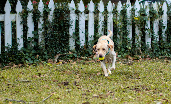 Post-Pregnancy Female Mother Dog Playing with Tennis Ball in Yard After Giving Birth to Puppies