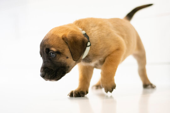 Black and Brown Curious Puppy with White Background 