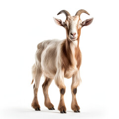 portrait of a goat with horns isolated on white background, Farm Animal Face,
