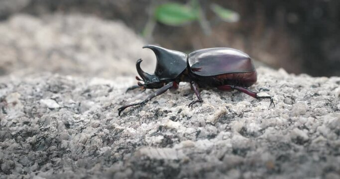 Macro view of xylotrupes gideon, the brown rhinoceros beetle, is a species of large scarab beetle belonging to the subfamily Dynastinae. Large male rhinoceros beetle on stone