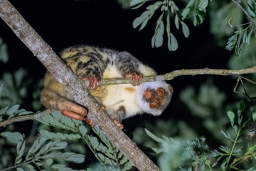Waigeou cuscus or Waigeou spotted cuscus (Spilocuscus papuensis) observed in Waigeo in West Papua, Indonesia