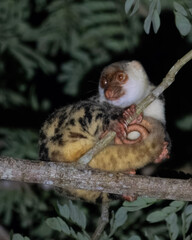 Waigeou cuscus or Waigeou spotted cuscus (Spilocuscus papuensis) observed in Waigeo in West Papua, Indonesia