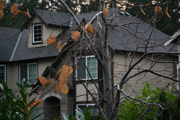 Fototapeta na wymiar Suburban House with bare winter trees 
