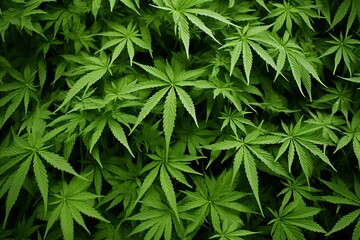 Fototapeta premium Beautiful Cannabis Leaf Pattern Background - Marijuana Plant Natural Texture for Sale