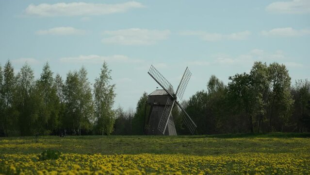 Old wooden windmill near picturesque blooming yellow field. Rural landscape with dandelions on sunny spring day against blue sky. Country idyll and ideal weather for travel and tourism.
