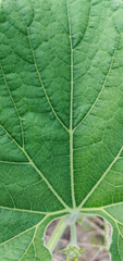 close up of green leaf, a close up of a green raw leaf leaf photography, leaf, photography, background, pumpkin leaf