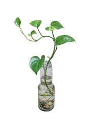 plant in a glass bottle, house plant isolated ficus leaves monstera deliciosa ficus see, elephant ear plant, a plant in a glass vase on a transparent background