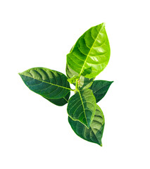a green jackfruit tree leaf branch on a png transparent background, green raw leaf, fresh basil...