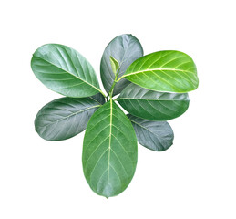 a green jackfruit tree leaf branch on a png transparent background, green raw leaf, fresh basil...