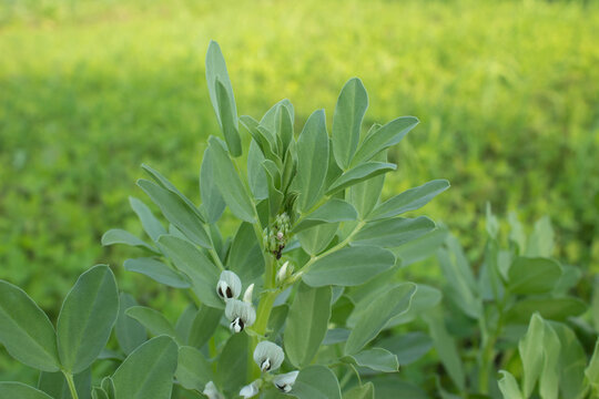 Broad bean (Vicia faba) growing in the field.