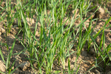 Young wheat seedlings growing in a field. Green wheat growing in soil.