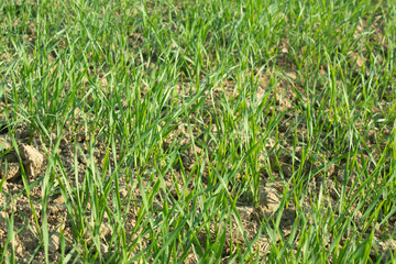 Green wheat seedlings growing in a field, closeup of photo