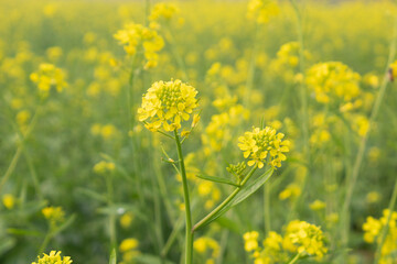Close up of mustard flowers blooming in the field, selective focus