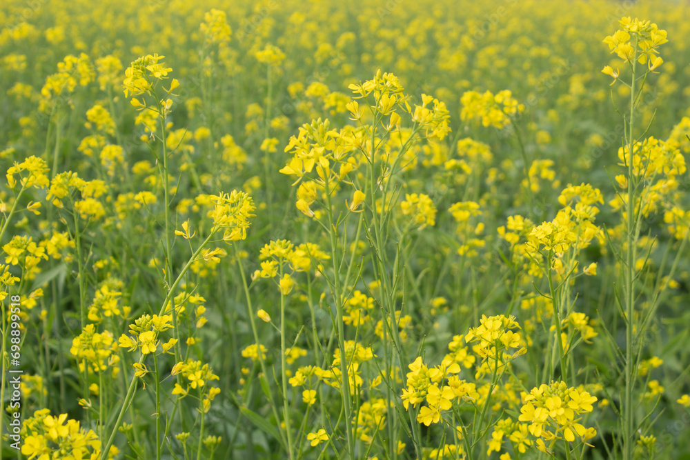 Wall mural Rapeseed field in the spring, closeup of yellow flowers