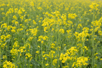 Rapeseed field in the spring, closeup of yellow flowers