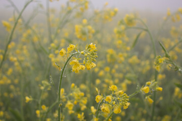 Mustard blossoms on a field in the fog in the early morning