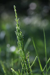 Glistening green leaves adorned with delicate water droplets, a captivating close-up of nature's beauty in full bloom.
