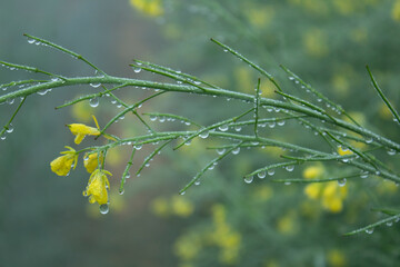 Rape blossoms with dew drops, close-up.