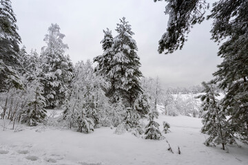 Christmas rural landscape with large and small pine trees covered with snow