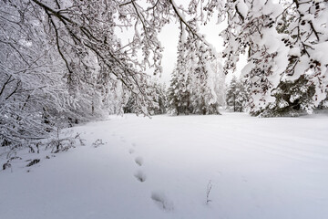 Snow-covered tree branches on white. Snowy winter landscape with branches in the foreground.