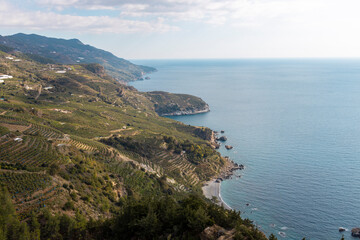 Fototapeta premium agriculture on the slopes near the sea coast, agricultural plantings against the backdrop of the seascape