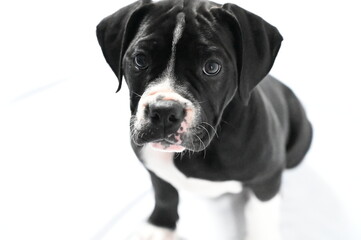 American Bulldog mix puppy with a curious expression gazes directly at the camera with bright, alert eyes.