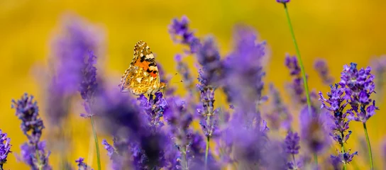 Wandcirkels tuinposter Butterflies on spring lavender flowers under sunlight. Beautiful landscape of nature with a panoramic view. Hi spring. long banner © Vera