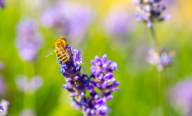 Spring lavender flowers under sunlight. Bees pollinate flowers and collect pollen. Lavender honey. Beautiful landscape of nature with a panoramic view. Hi spring. long banner
