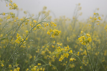 Mustard flowers blossoms in a foggy field on a rainy day