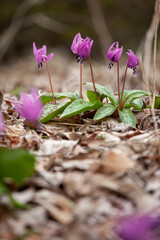 可憐な春の妖精カタクリの花2