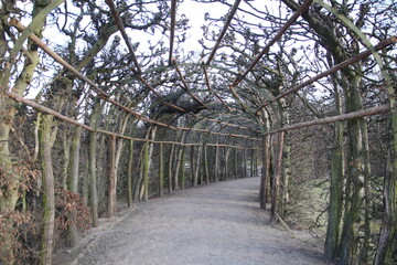 a path in a park at Potsdam Germany lined with trees