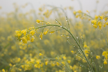 Mustard flower blossoms with dew drops on a misty morning