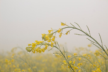 Rape blossoms in the morning mist, closeup of photo