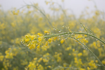 Mustard flowers blossoms in the field with dewdrops.