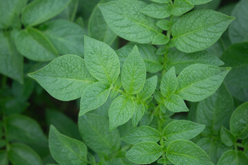 Close up of green leaves of potato plant in the vegetable garden.