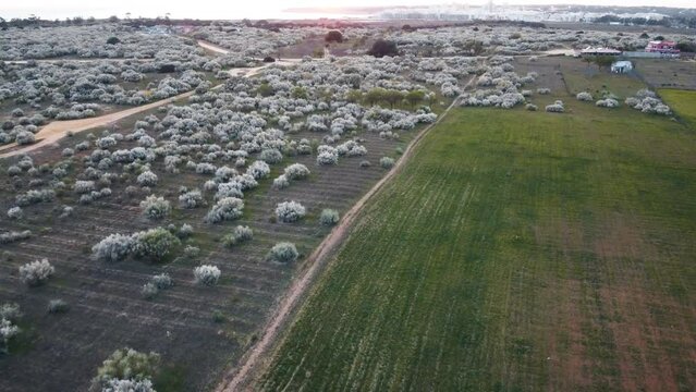 Drone aerial landscape scenery shrub plants bush field agriculture nature meadow farmland countryside Portugal Europe 4K