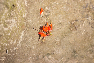 The rose is lying on the ground