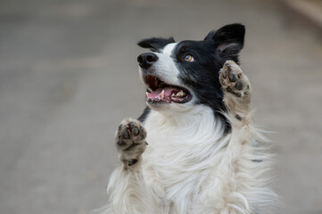 Border collie dog doing bunny exercise outdoors.