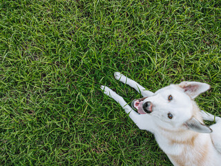 White Shepherd or Canaan or Mixed Siberian Husky Dog is looking at the camera while lying down on the green grass