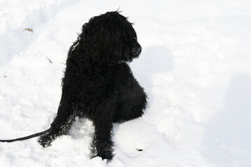 A black Italian Alpine Sheepdogs sits calmly amidst the peaceful white snow, contrasting against...