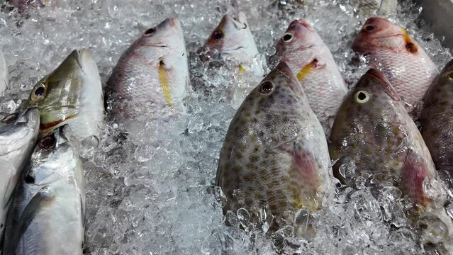 Fresh whole fish on ice at a seafood market display, highlighting freshness and food industry concepts