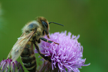 A bee perched on a vibrant purple flower, gathering pollen in the sunlight.
