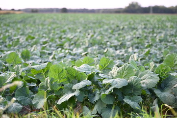 rutabaga (Brassica napobrassica) field in rural germany