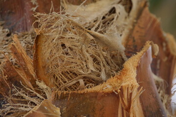 Macro of palm tree fibres 