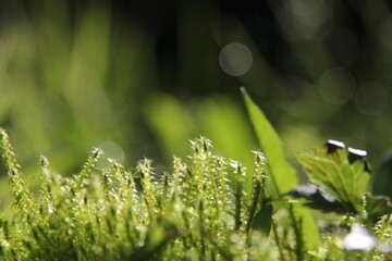 Lush green grass, adorned with crystal-like drops of water, shimmering under the sun's gentle caress. Serenity in nature's embrace.