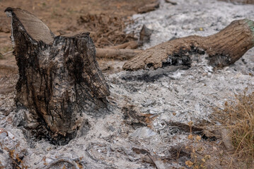 TRONCO QUEMADO